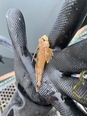 Nautichthys oculofasciatus