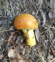 Amanita caesarea
