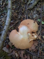 Entoloma