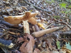 Entoloma