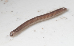 Cylindroiulus