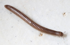 Cylindroiulus