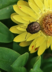 Peribalus strictus vernalis