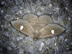 Edessena gentiusalis