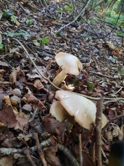 Entoloma