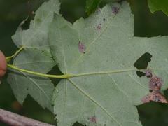 Acericecis ocellaris