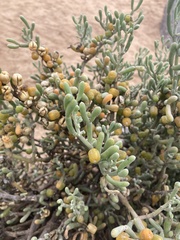 Tetraena fontanesii image