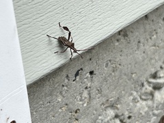 Leptoglossus phyllopus
