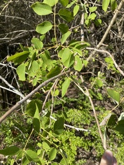 Fraxinus albicans