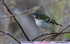 Vireo atricapilla