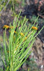 Euryops tenuissimus