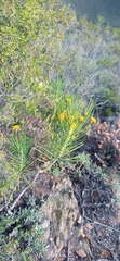 Euryops tenuissimus
