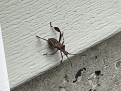 Leptoglossus phyllopus
