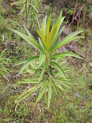 Lobelia excelsa