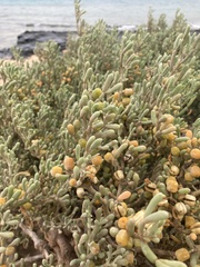 Tetraena fontanesii