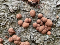 Hypoxylon fragiforme