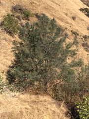 Pinus sabiniana