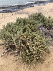 Tetraena fontanesii image