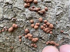 Hypoxylon fragiforme