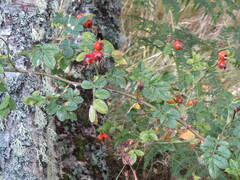 Rosa rubiginosa