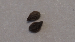 Plagiobothrys undulatus