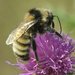 Northern Amber Bumble Bee - Photo (c) hobiecat, some rights reserved (CC BY-NC), uploaded by hobiecat