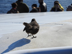 Cinclodes antarcticus