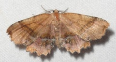 Cepphis armataria