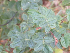 Rosa rubiginosa