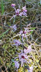 Liatris