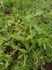Gratiola neglecta