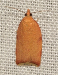 Clepsis siciliana