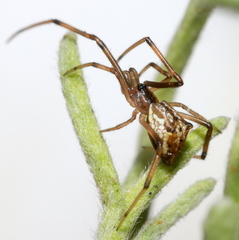 Episinus