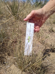 Muhlenbergia torreyi