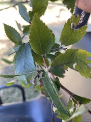 Ulmus alata