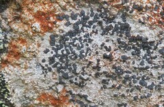 Porpidia crustulata