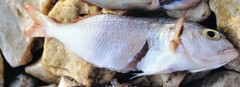 Pagellus erythrinus