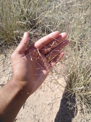 Muhlenbergia torreyi