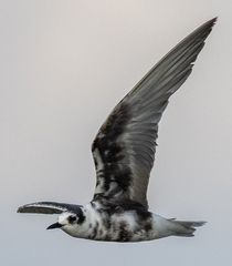 Chlidonias leucopterus