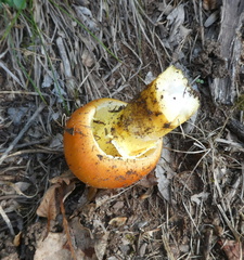 Amanita caesarea