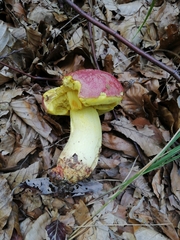Butyriboletus regius