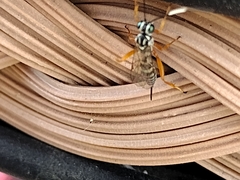 Lymeon orbus