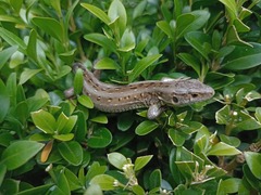Lacerta agilis