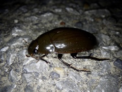 Hydrophilus acuminatus