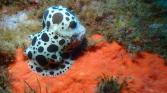 Peltodoris atromaculata
