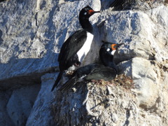 Leucocarbo magellanicus