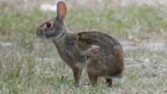 Sylvilagus aquaticus