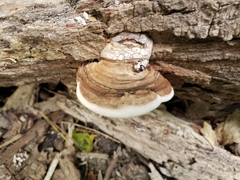 Ganoderma megaloma