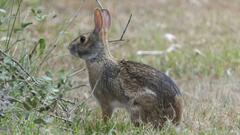 Sylvilagus aquaticus
