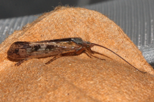 Cinnamon Sedge, photo 5 of 10